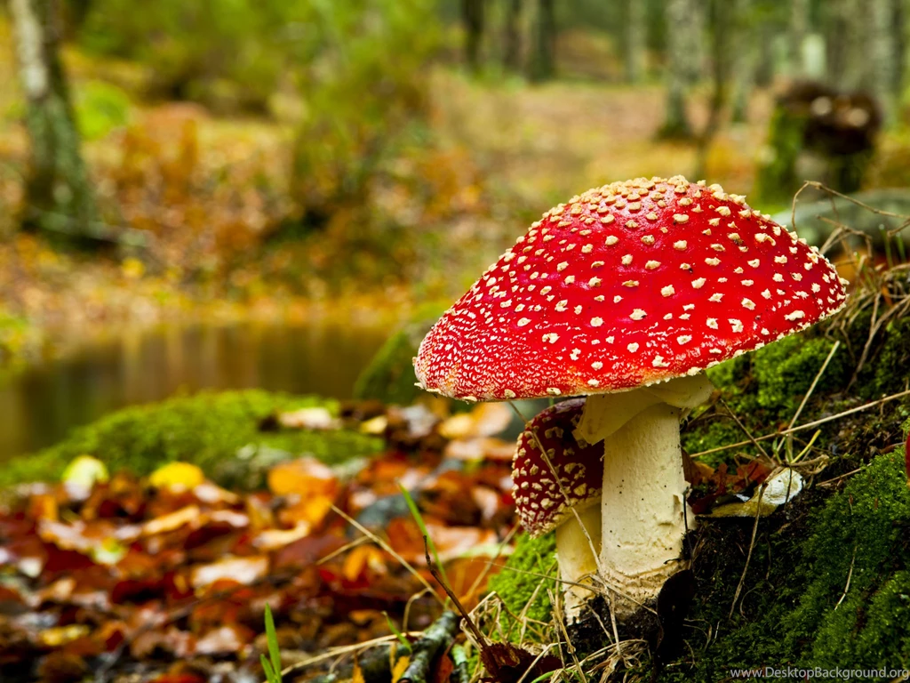 Nature Wallpapers   Autumn, Black, Darkolivegreen, Darkgray ...