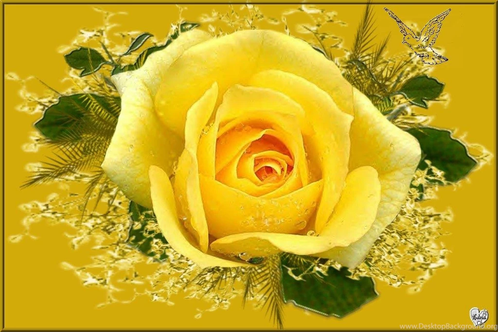 Yellow Rose Flower Wallpapers   Wallpapers Cave