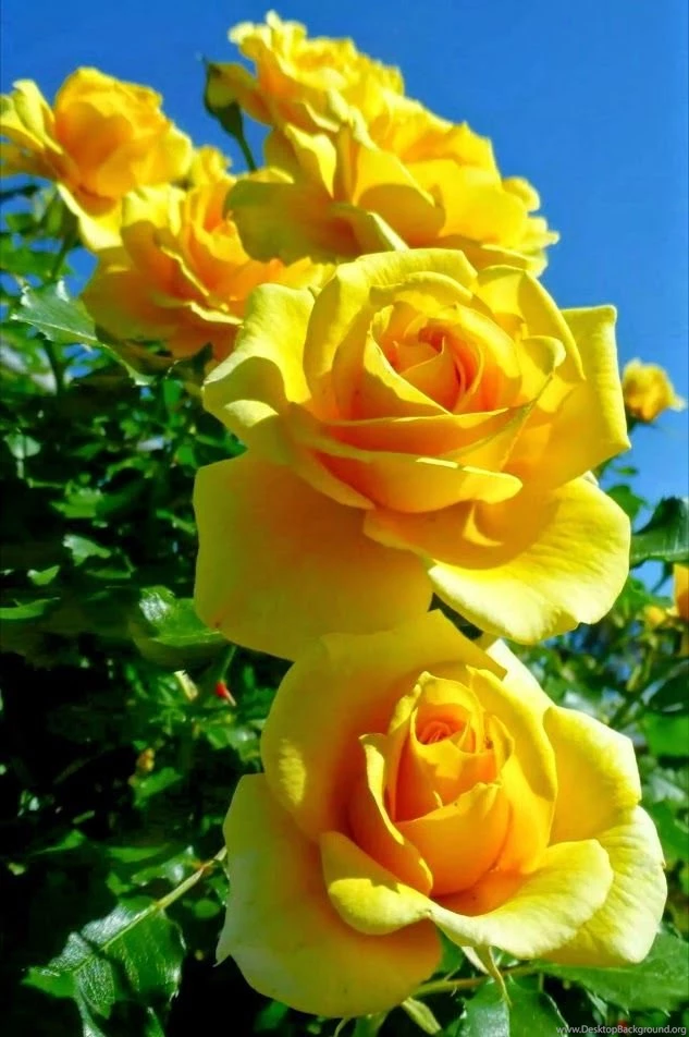 Yellow Roses On Pinterest