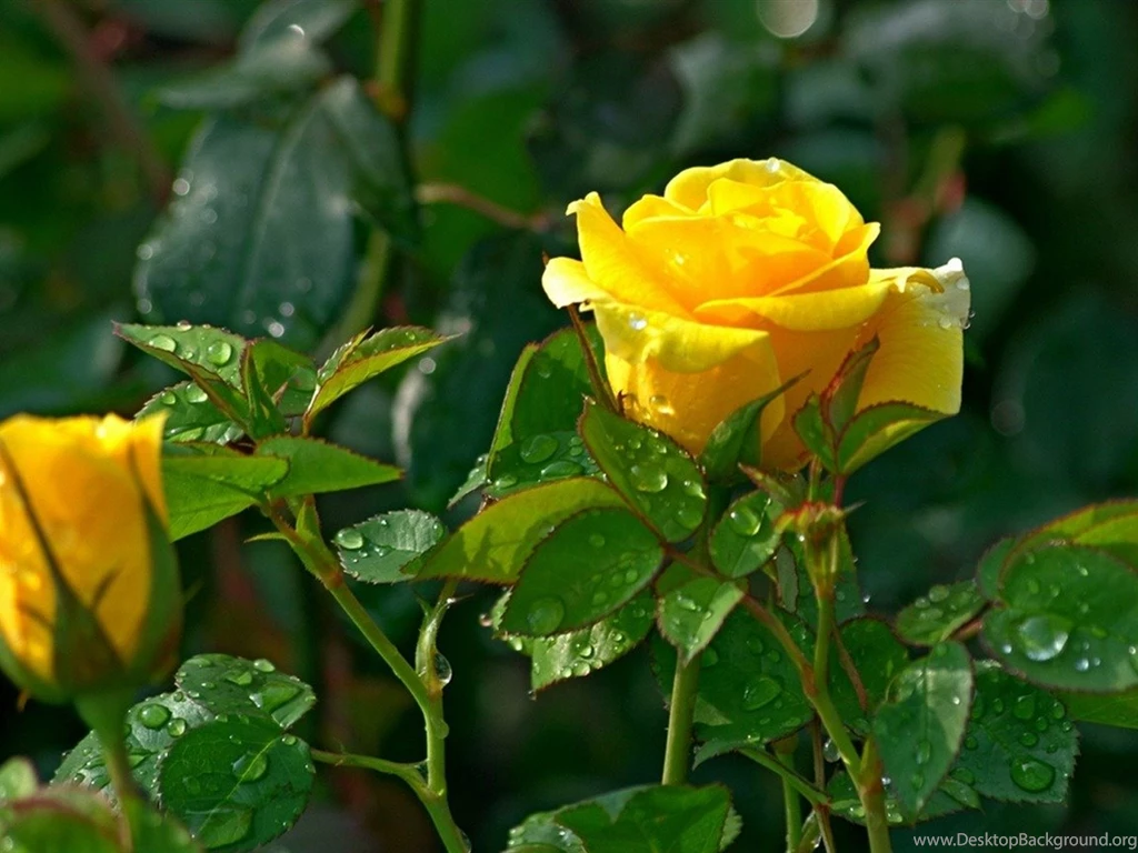 Yellow Rose Flower Photography Wallpapers   1152x864 Wallpapers ...