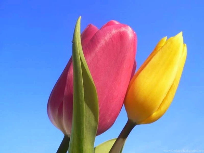 Yellow Rose Flowers Wallpapers For Desktop