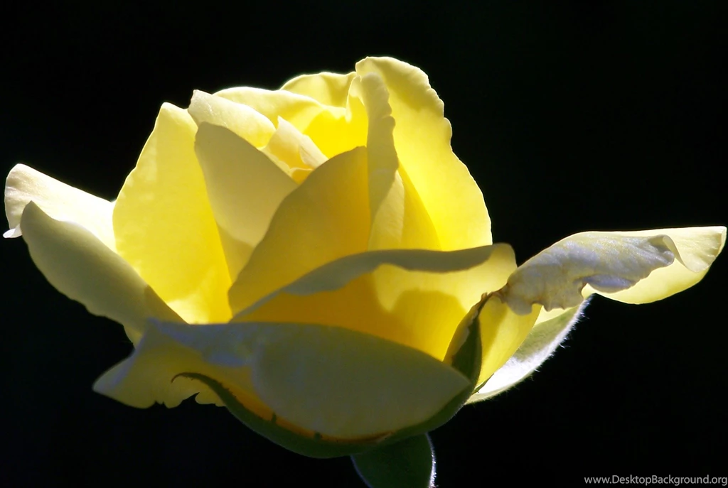 Free HD Yellow Rose Flower Wallpapers