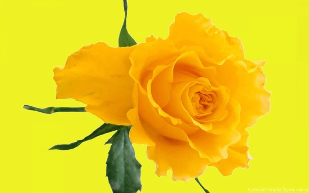 Yellow Rose Flowers Wallpapers 4   HD Wallpapers Download For ...