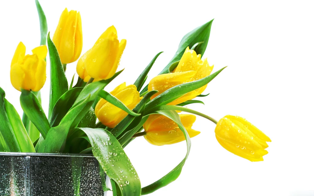 New Yellow Rose Backgrounds For Desktop Wallpapers