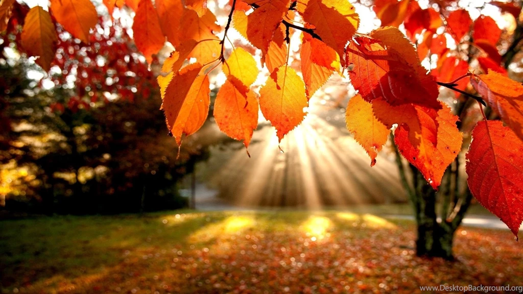 A Playlist For Fall