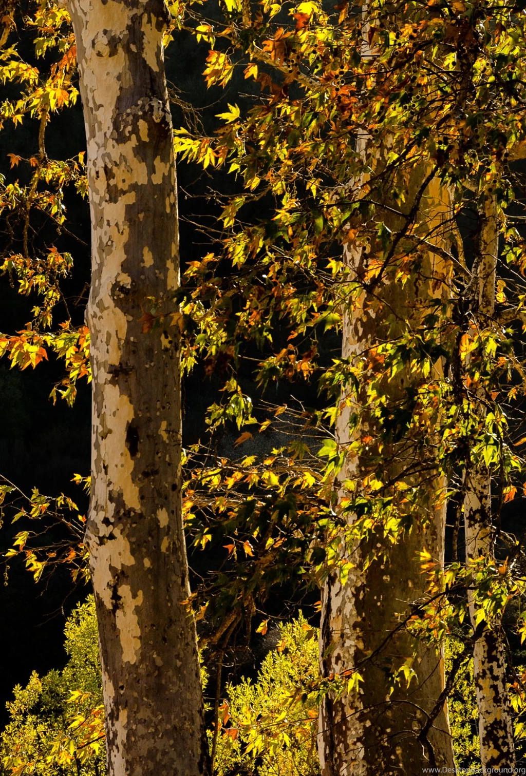Some Autumn Themed Parallax Wallpapers Madness For Your IOS 7 ...