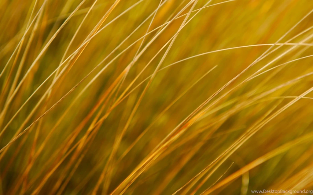 Windows 8 Build 8102 Golden Grass Wallpapers