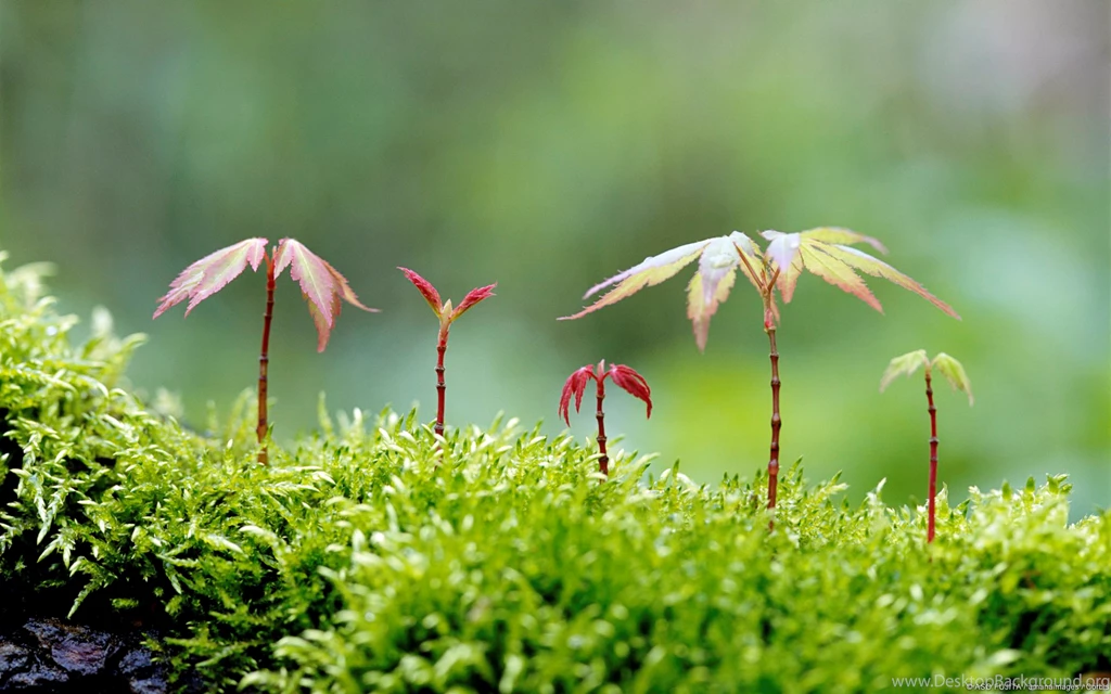 Windows 8 Official Wallpapers