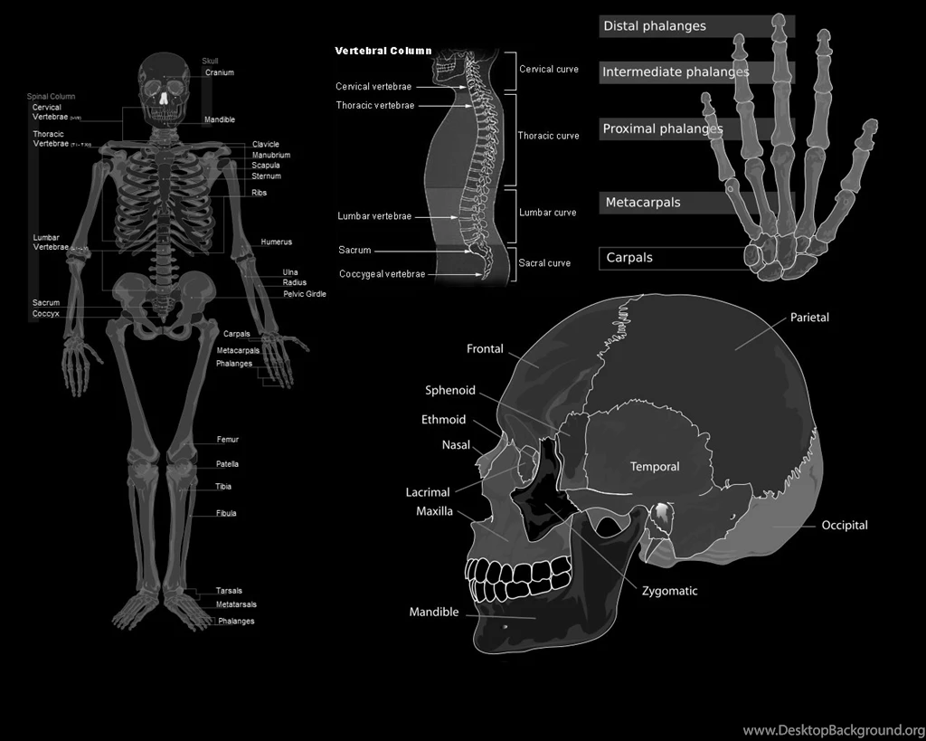 Download Skulls Science Wallpapers 1280x1024