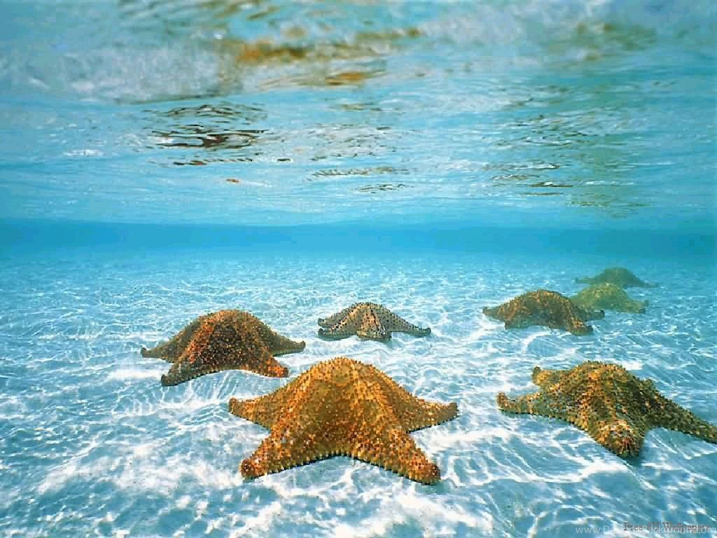 Underwater Pictures Collection (43+)