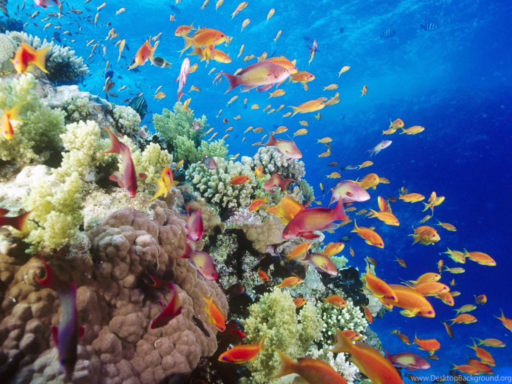 Underwater Wallpapers