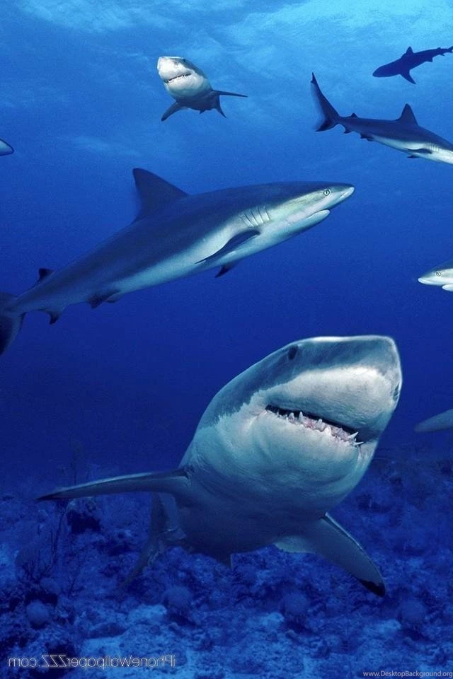 Iphone Sharks Wallpapers Animal Backgrounds 226
