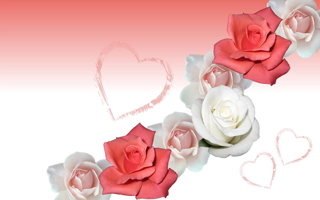 Rose Flower Wallpaper Backgrounds