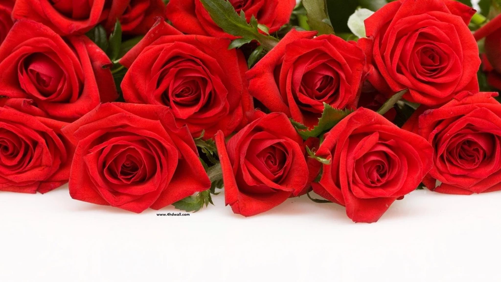 Download Wallpapers Of Roses Flower