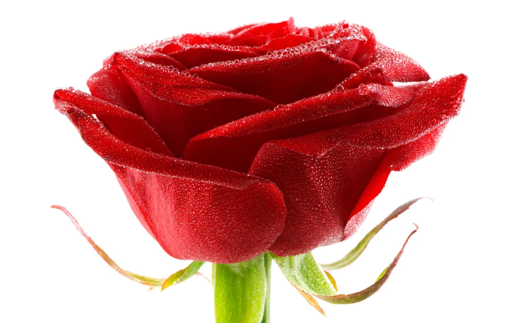 Flower Wallpapers Tumblr Hd Black And White Widescreen Download For ...