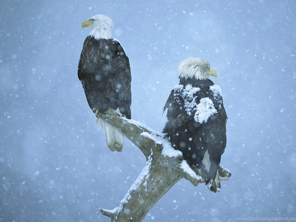 HD Snow Falling Wallpapers