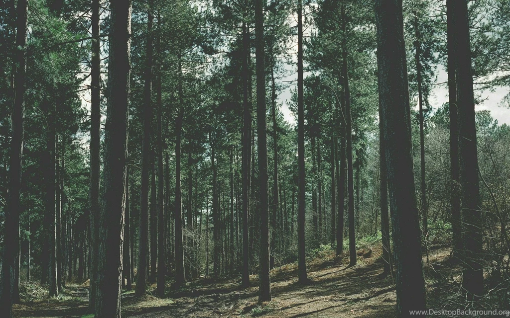 Nature, Forest Wallpapers HD / Desktop And Mobile Backgrounds