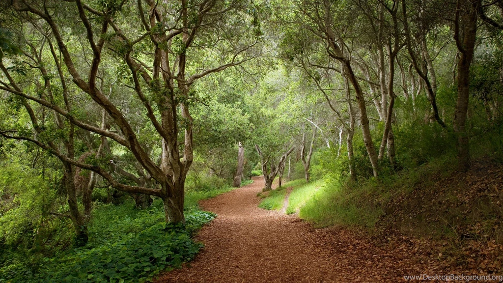Mystical, Forest, Nature, Wallpapers, Image, Landscape (