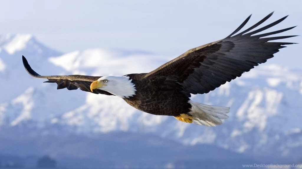 Download Bald Eagle Widescreen Wallpapers Free By Udhao.net