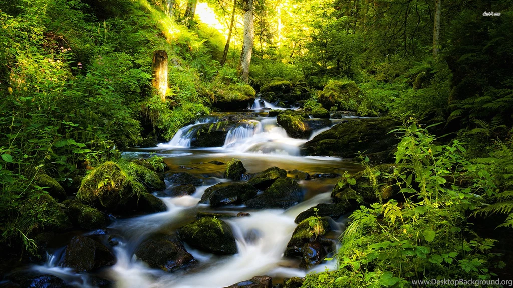 4316 Black Forest 1920x1080 Nature Wallpapers