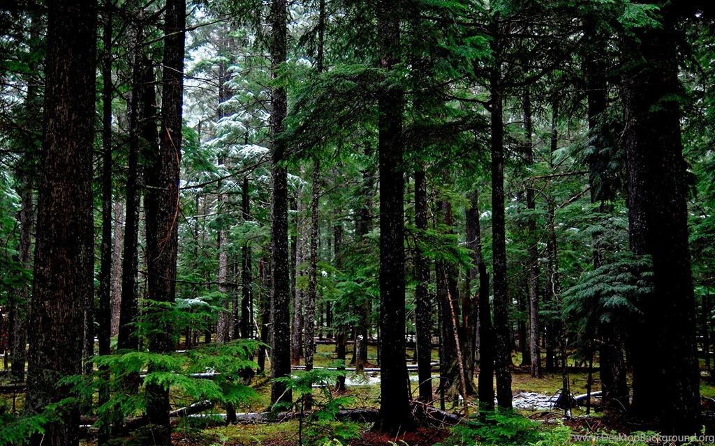 Bridge Bridges Nature Forest Forests Wallpapers Full Hd Wallpapers ...