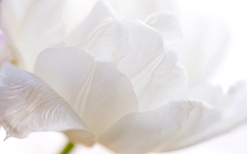 White Flowers Photo By Daniel Bruno On FeelGrafix