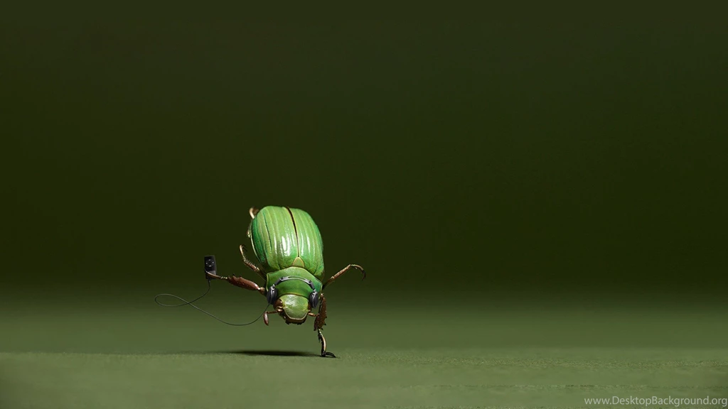 Funny HD Wallpapers