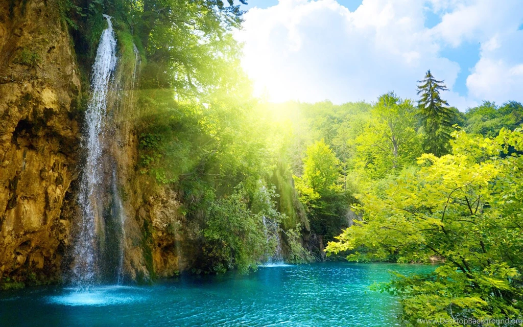 Nature Forest 1600x1200 › HD Wall Paper