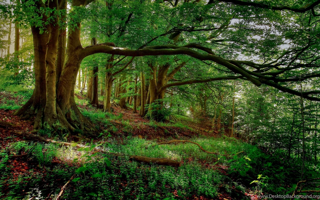 Nature Wallpaper: Forest High Resolution Wallpapers High ...