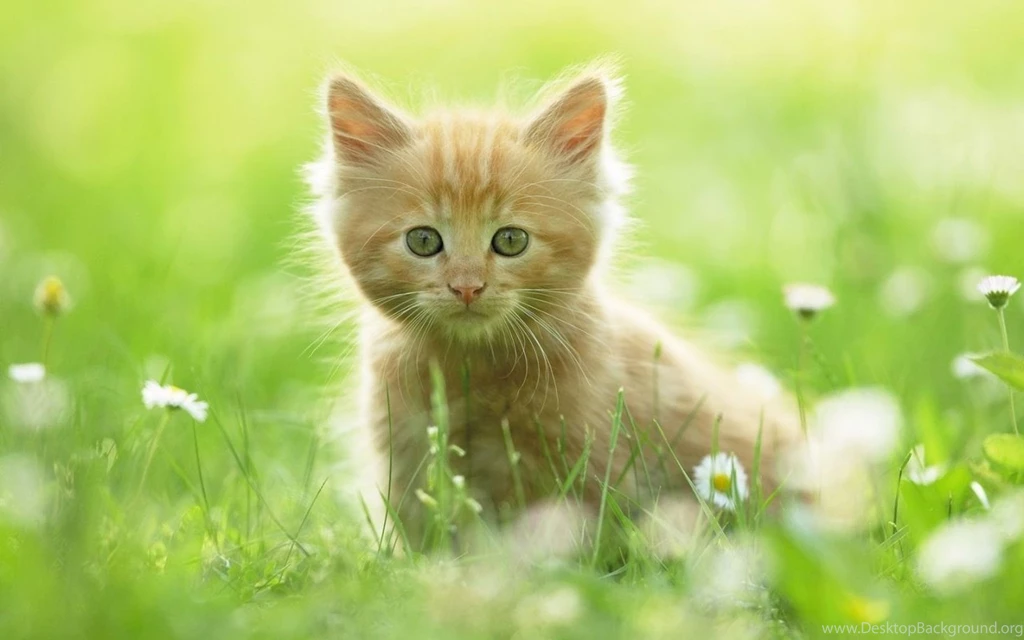 Wallpapers Animals Free High Definition Pic Animal Photo Big ...