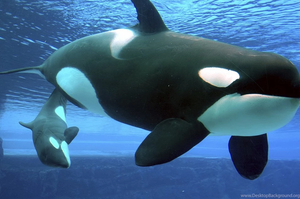 Hd Animal Wallpapers, Wild Life, Wild Animals, Animal Desktop ...