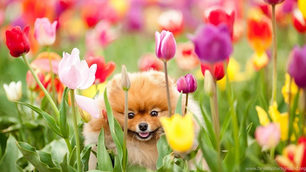 Cute Nature Wallpapers