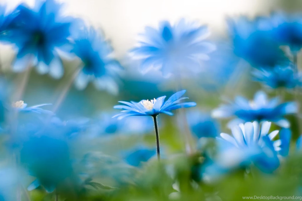 Beautiful Nature