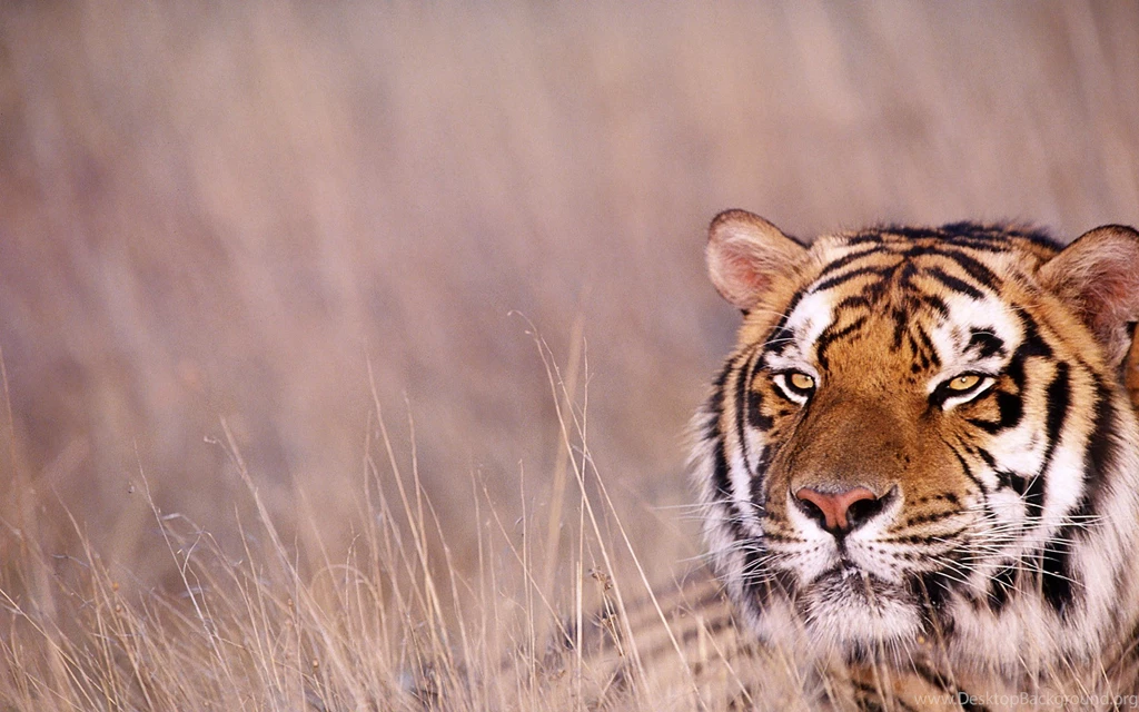 Asian Tiger In Forest Latest Desktop Wallpapers