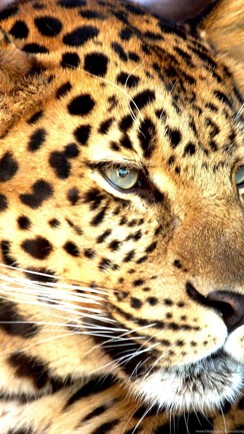 Big Cats Of Africa Iphone 6 Plus Wallpapers