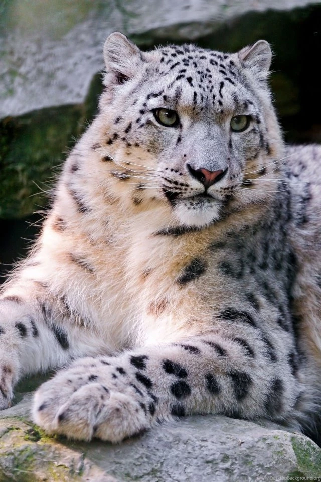 Snow Leopard Mobile Wallpapers   Mobiles Wall