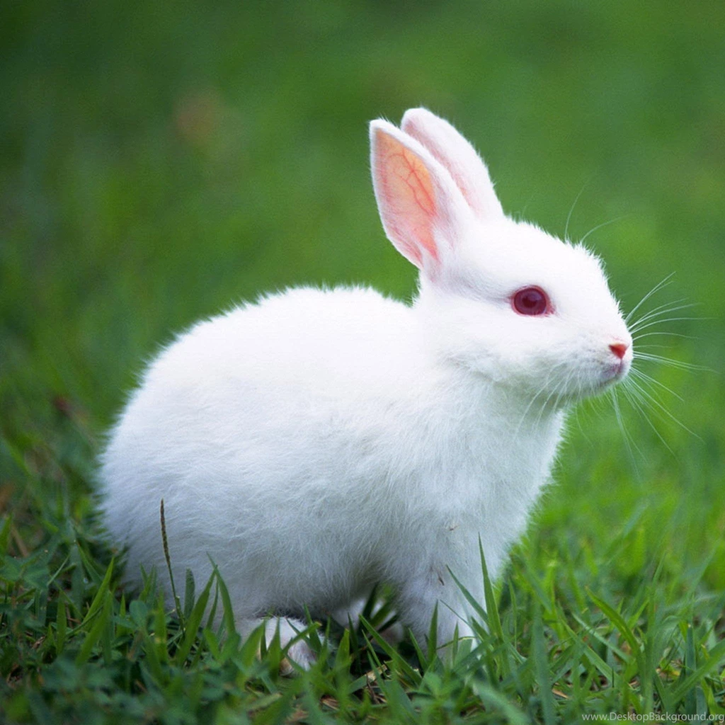 Mobile Rabbit Wallpapers