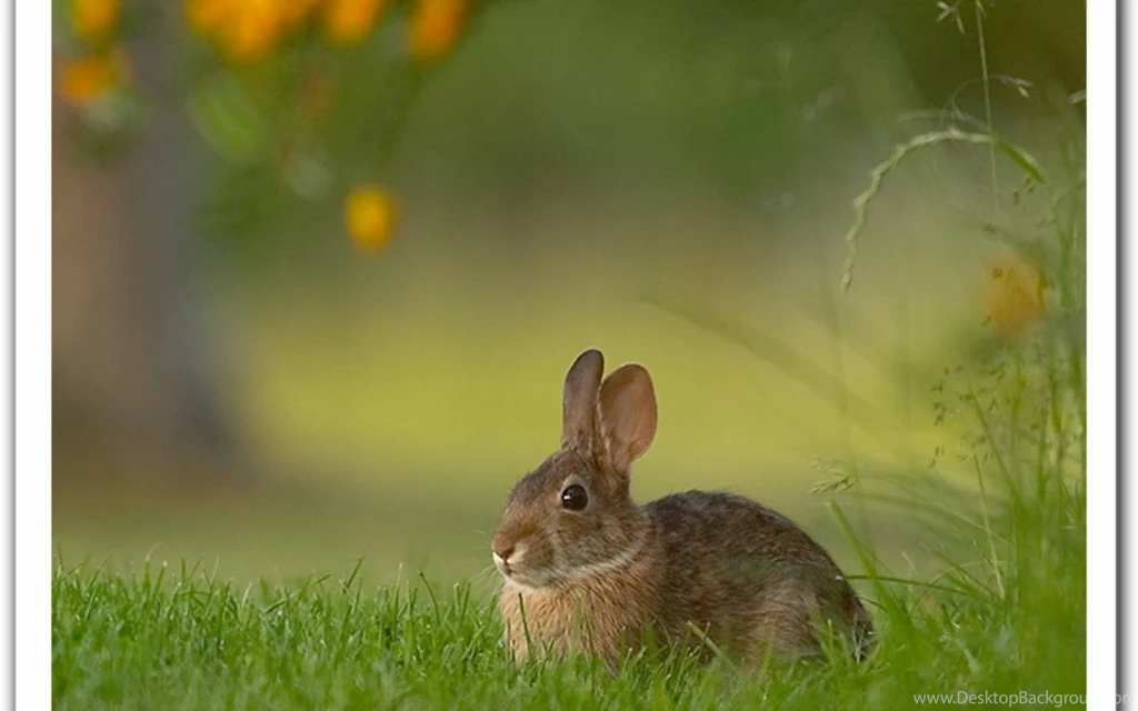 Rabbit Wallpapers