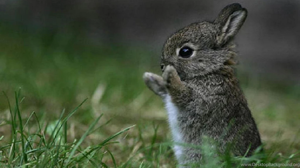CUTE RABBIT WALLPAPER (