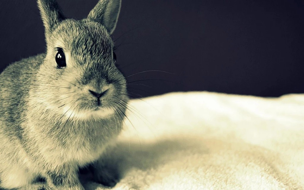 Index Of /img/uploads/artists