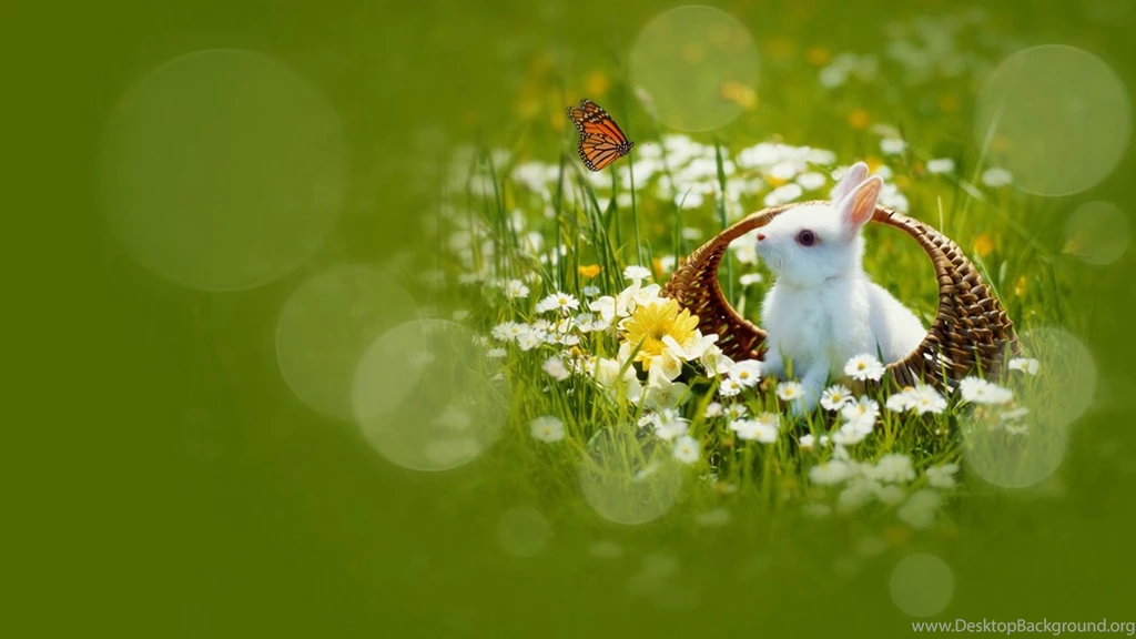 Curious Little Rabbit Wallpaper, HD Desktop Wallpapers