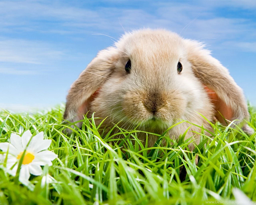 Cute Animals That Rabbit 51 Wide Screen Hd Wallpapers 472014122847 ...