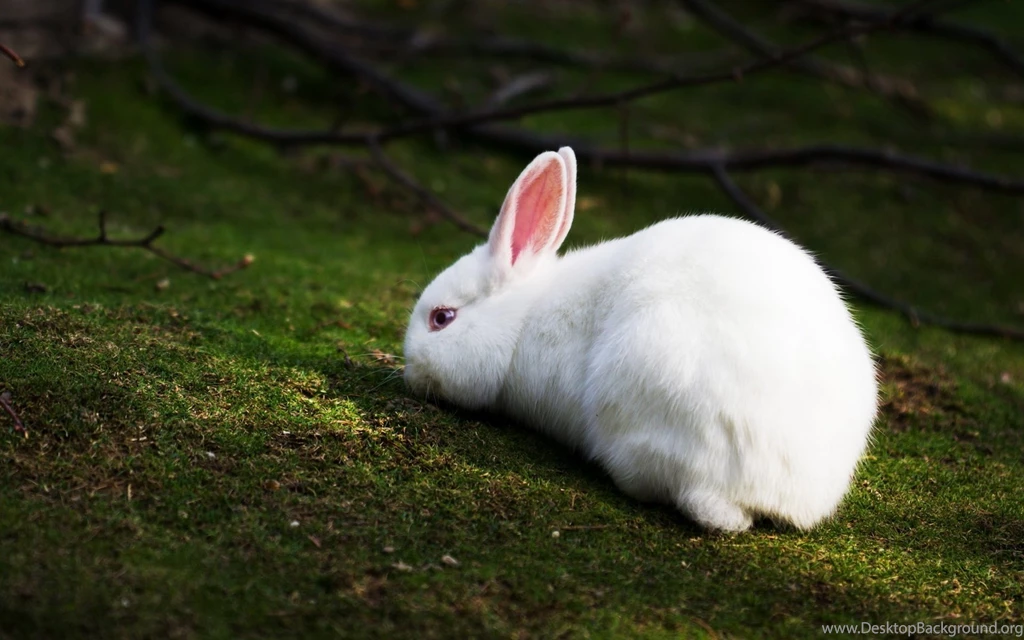 31+ Best HD Rabbit Wallpapers