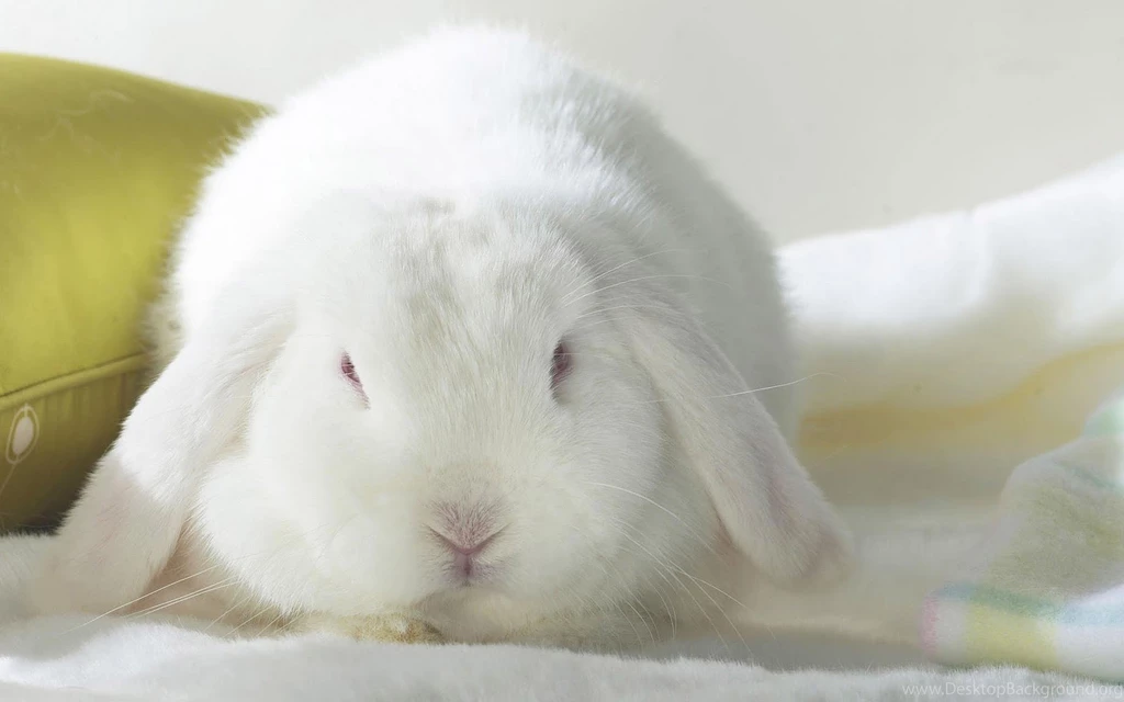 Rabbit Pics.