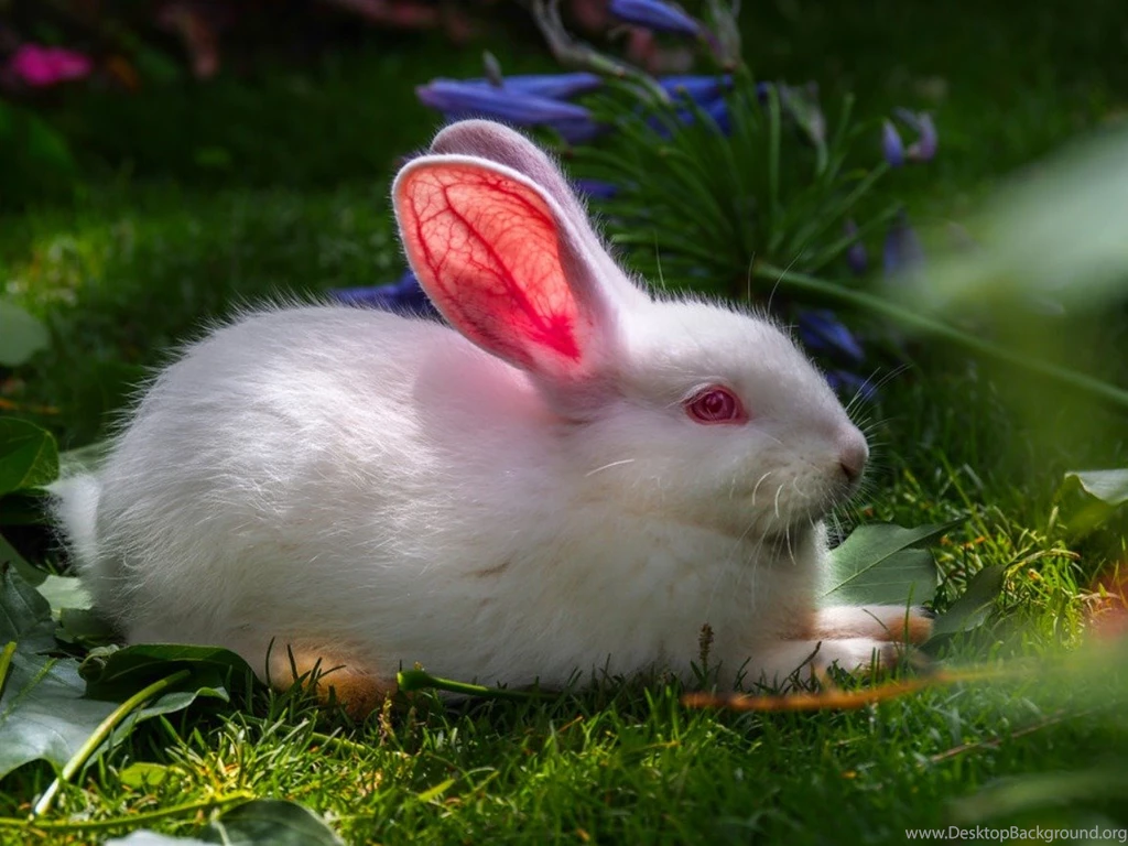 Cute White Baby Rabbit Wallpapers HD 20 HD Wallpapers Site