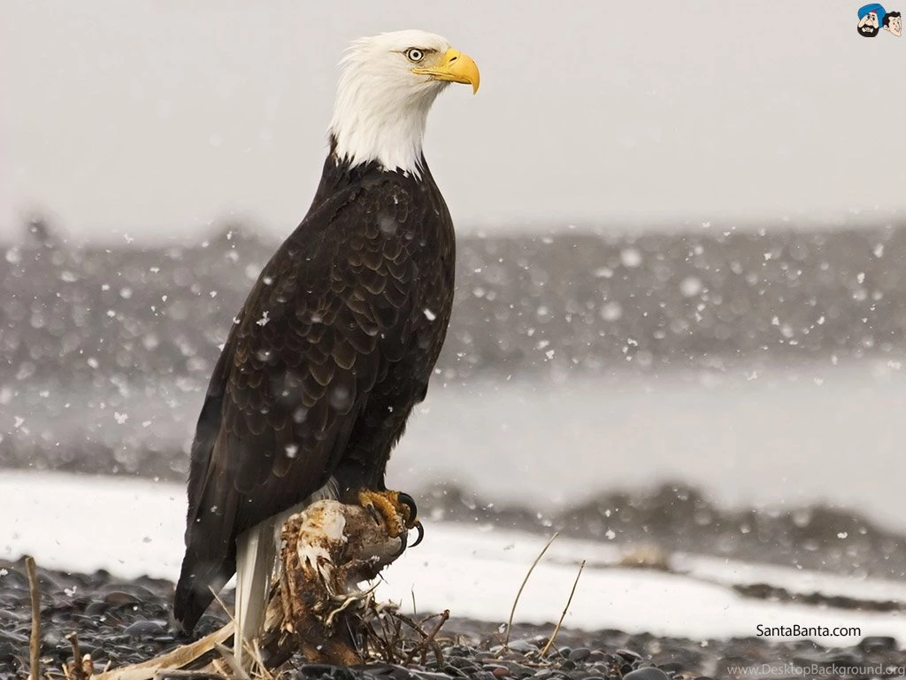 New Nature Wallpapers