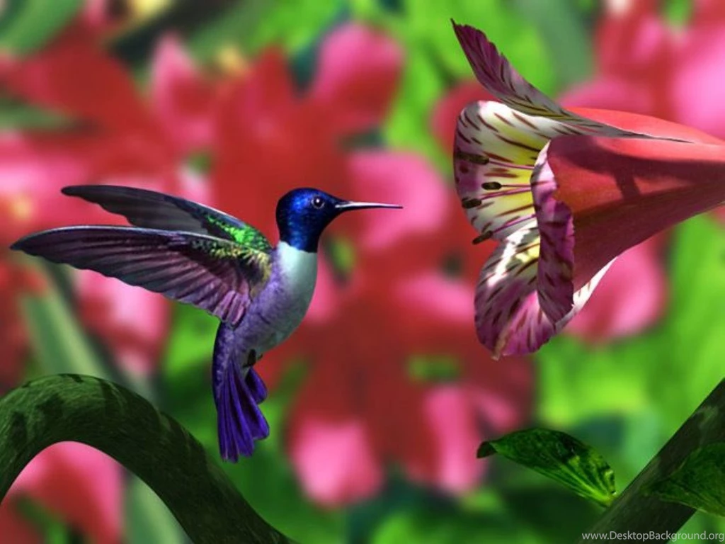 Computer Hummingbird Wallpapers, Desktop Backgrounds 1366x768 Id