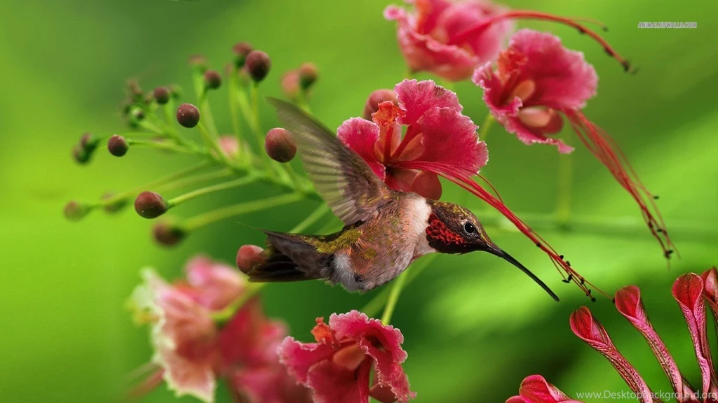 Wallpapers Hummingbirds Hummingbird 1366x768