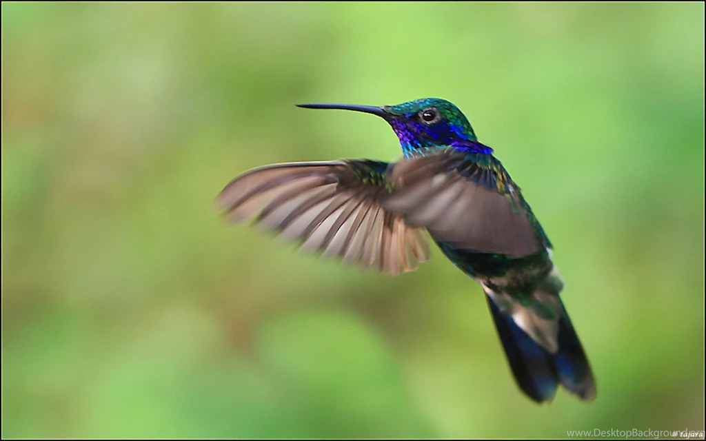 Birds Green Hummingbirds Iridescence Wallpapers (