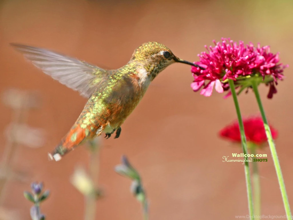 Hummingbird And Flowers   HD Hummingbirds Wallpapers 1600x1200 NO ...